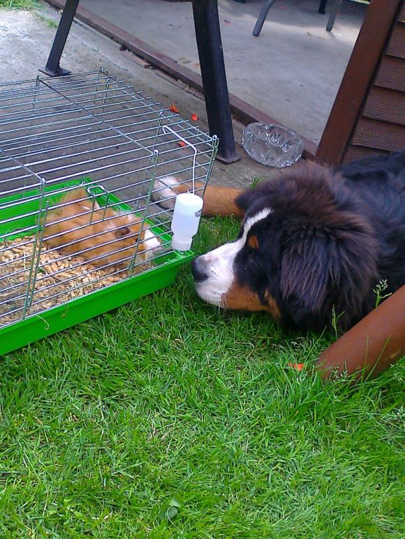 eKologia: Lucjan, Stuart, Pruszynka i inne. Pierwsze najgryzonie