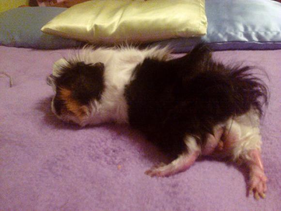 Gryzoniowe pięknoty. Galeria druga