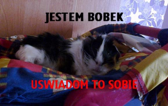 Gryzoniowe pięknoty. Galeria druga