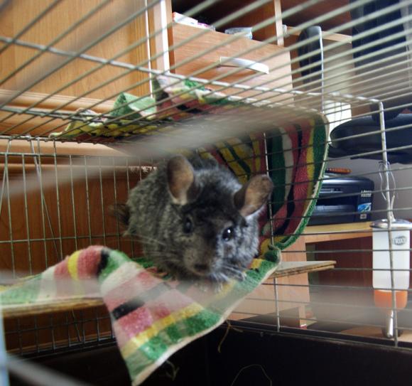 Gryzoniowe pięknoty. Galeria druga