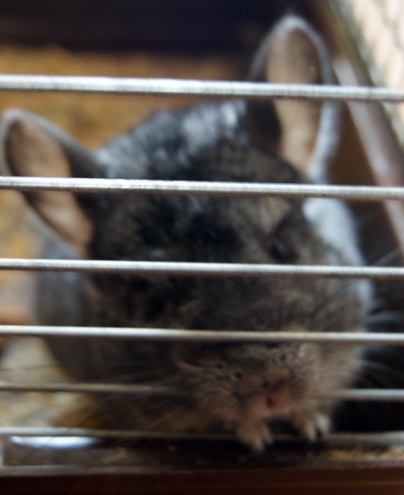 Gryzoniowe pięknoty. Galeria druga