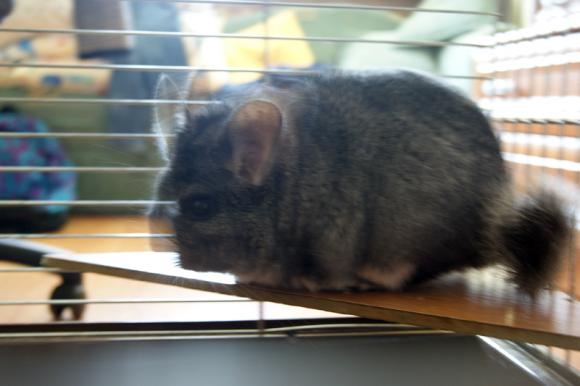 Gryzoniowe pięknoty. Galeria druga