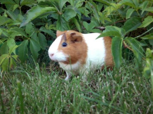 Gryzoniowe pięknoty. Galeria druga