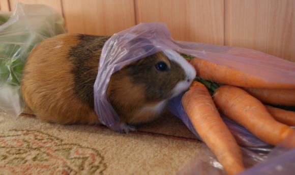 Następna porcja gryzoni