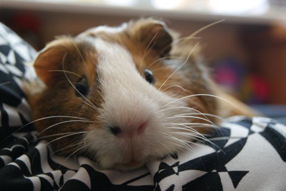 Następna porcja gryzoni