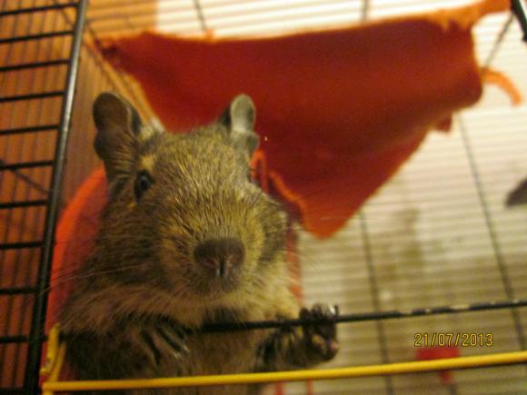 Następna porcja gryzoni