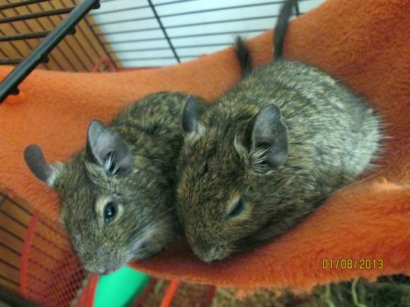 Następna porcja gryzoni