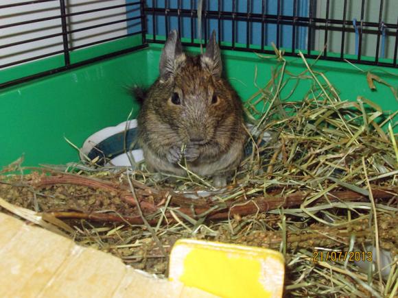 Następna porcja gryzoni