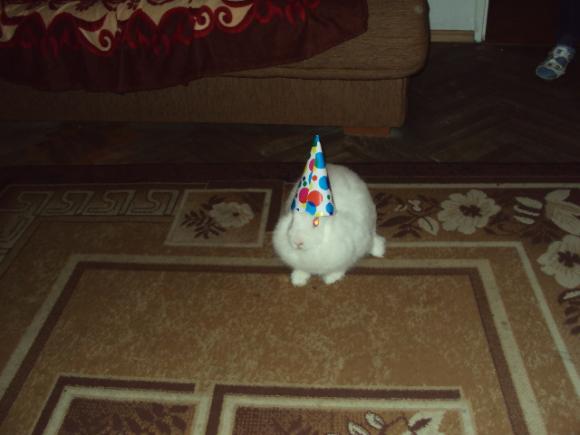 Następna porcja gryzoni