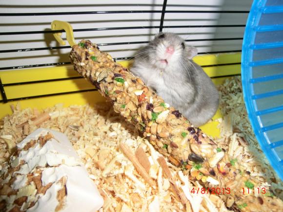 Następna porcja gryzoni