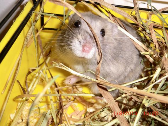 Następna porcja gryzoni