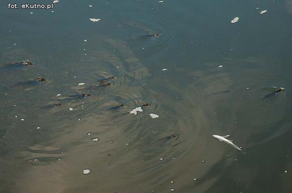 Ryby bez tlenu w Ochni