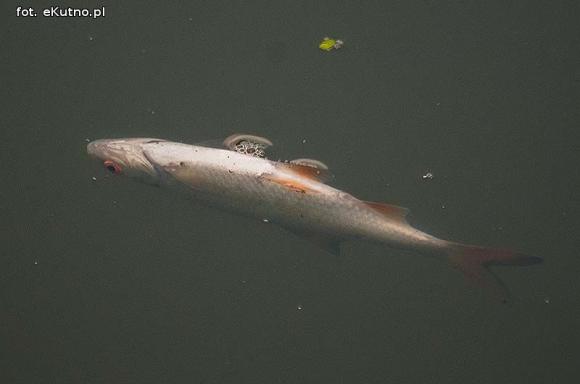 Ryby bez tlenu w Ochni
