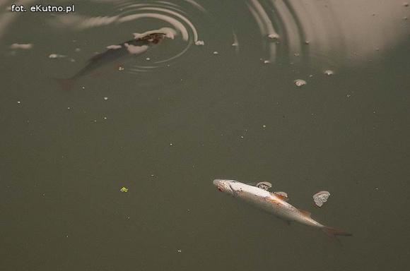 Ryby bez tlenu w Ochni
