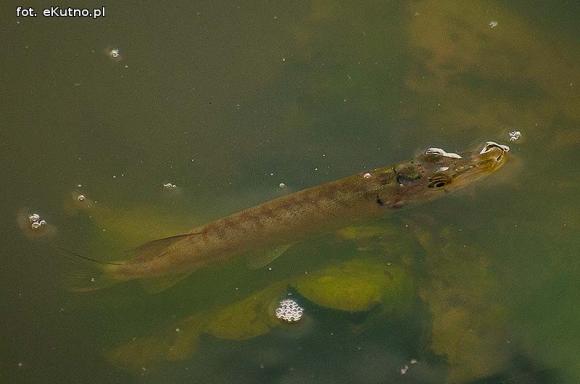 Ryby bez tlenu w Ochni