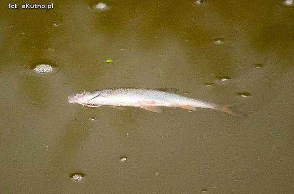 Ryby bez tlenu w Ochni