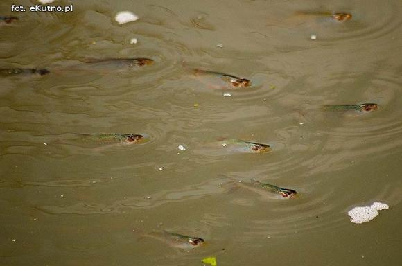 Ryby bez tlenu w Ochni