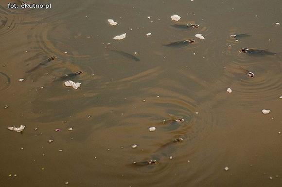Ryby bez tlenu w Ochni