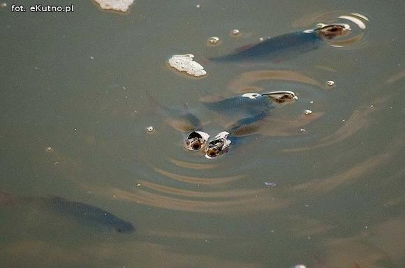 Ryby bez tlenu w Ochni