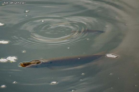 Ryby bez tlenu w Ochni