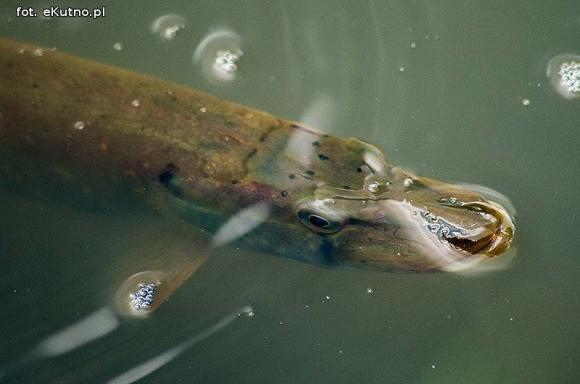 Ryby bez tlenu w Ochni