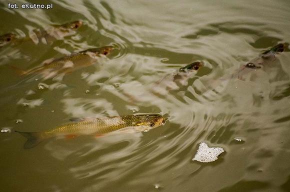 Ryby bez tlenu w Ochni