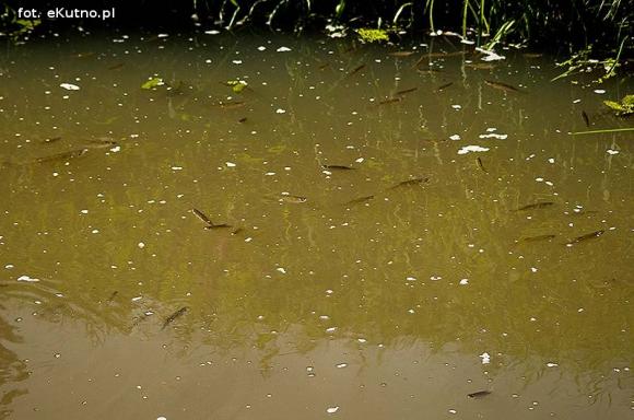 Ryby bez tlenu w Ochni