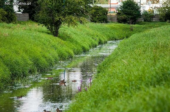 Ryby bez tlenu w Ochni