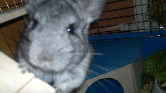 eKologia: HARRY de Świnka NAJGRYZONIEM