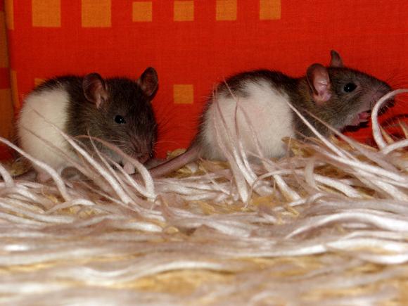 eKologia: HARRY de Świnka NAJGRYZONIEM