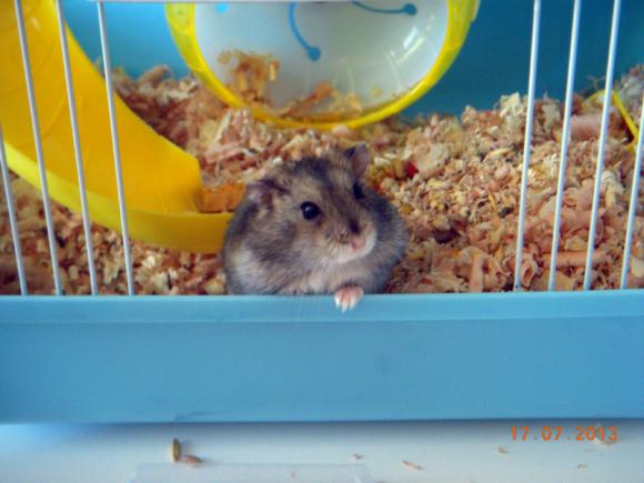 eKologia: HARRY de Świnka NAJGRYZONIEM