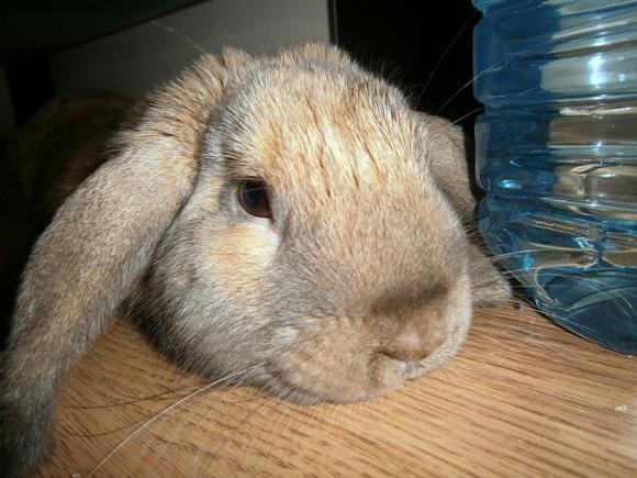 eKologia: HARRY de Świnka NAJGRYZONIEM