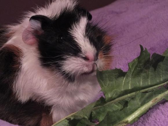 eKologia: HARRY de Świnka NAJGRYZONIEM