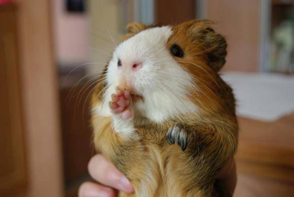 eKologia: HARRY de Świnka NAJGRYZONIEM