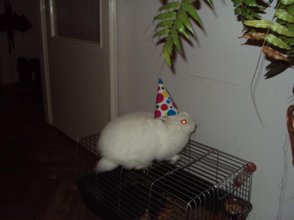 eKologia: HARRY de Świnka NAJGRYZONIEM