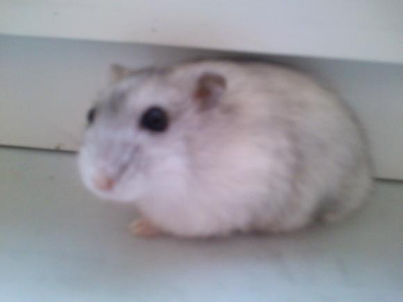 eKologia: HARRY de Świnka NAJGRYZONIEM