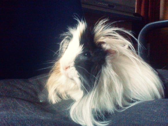 eKologia: HARRY de Świnka NAJGRYZONIEM