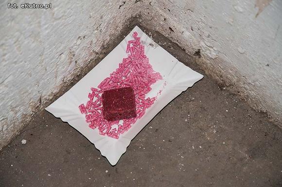 Twój sąsiad w XXI wieku ... szczur w blokach RSM Pionier