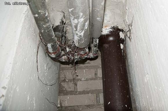 Twój sąsiad w XXI wieku ... szczur w blokach RSM Pionier