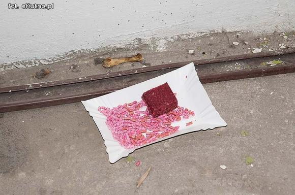 Twój sąsiad w XXI wieku ... szczur w blokach RSM Pionier