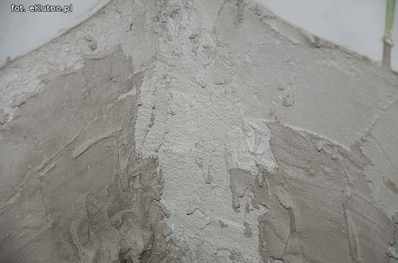 Twój sąsiad w XXI wieku ... szczur w blokach RSM Pionier