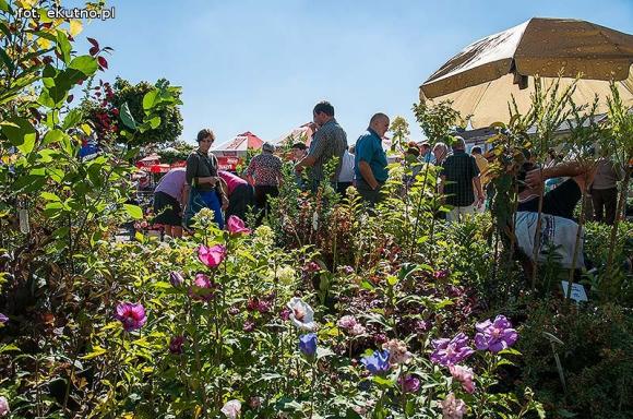 Wędliny, wypieki i piwo. Jarmark różany trwa