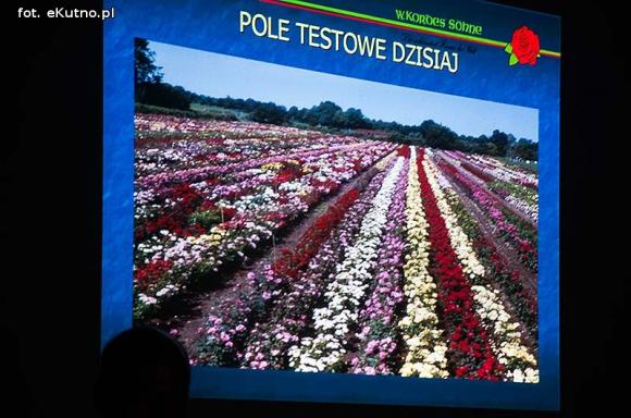 Różana sobota w różowym nastroju