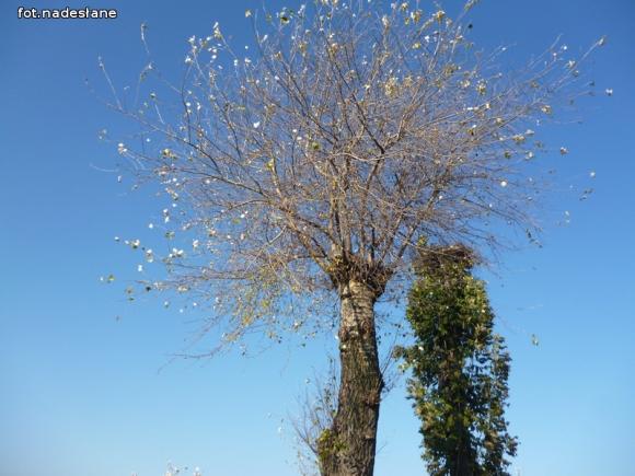 Pieszy rajd do Oporowa