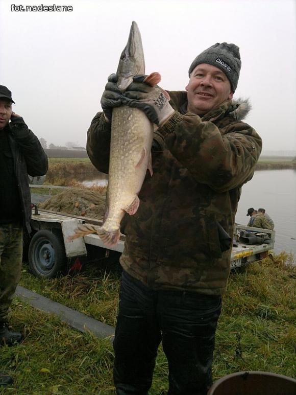 Reminiscencje: Odłów kontrolowany w Oporowie