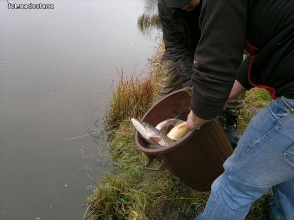 Reminiscencje: Odłów kontrolowany w Oporowie