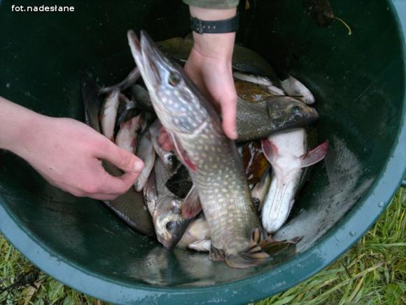 Reminiscencje: Odłów kontrolowany w Oporowie