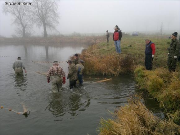 Reminiscencje: Odłów kontrolowany w Oporowie