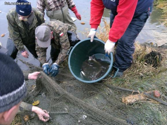 Reminiscencje: Odłów kontrolowany w Oporowie