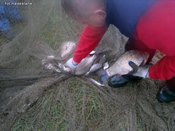 Reminiscencje: Odłów kontrolowany w Oporowie